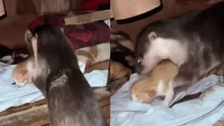 Viral Video Of Otter Helping Mama Cat In Caring For Kittens Melts Hearts On Internet | WATCH